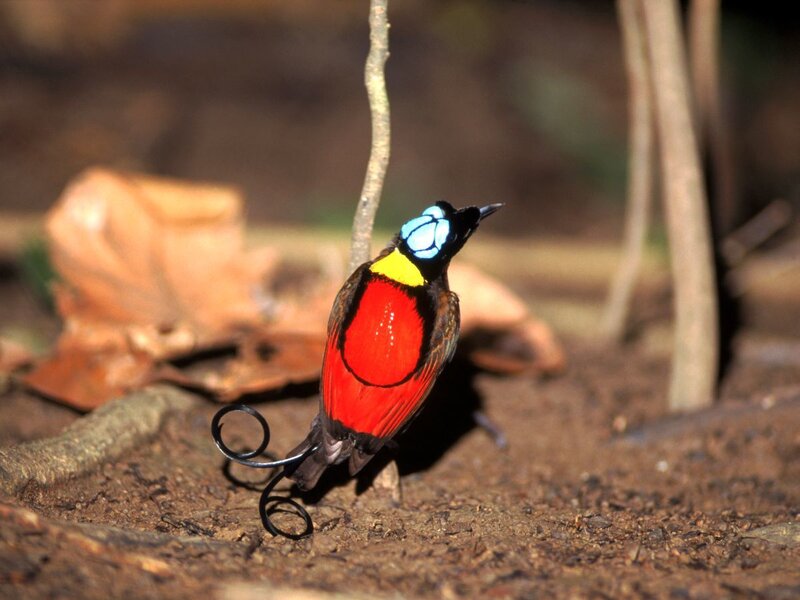 Bird of Paradise on Ground