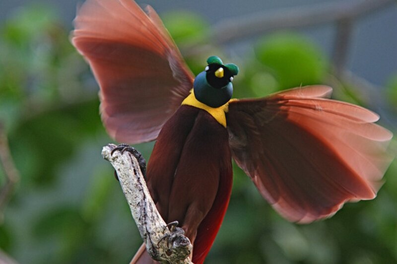 Bird of Paradise