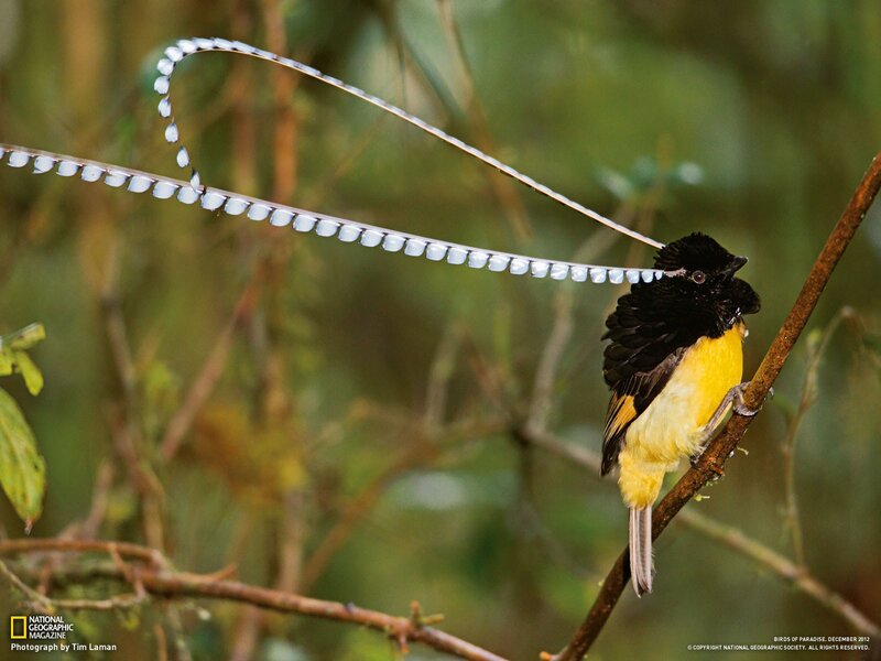 Bird of Paradise with long tail