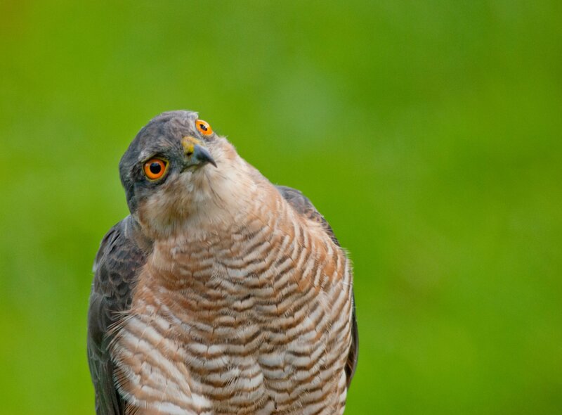 Bird of Prey — Green