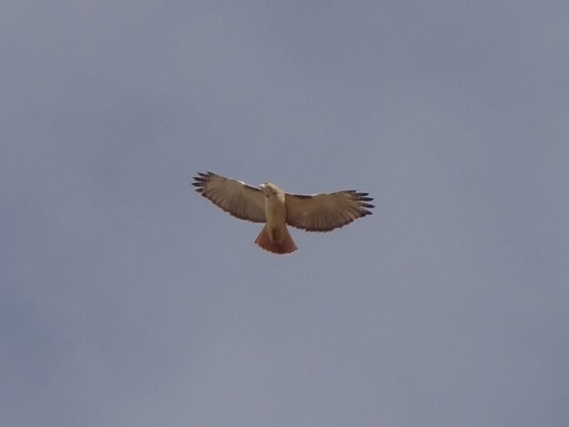 Bird of Prey in Flight
