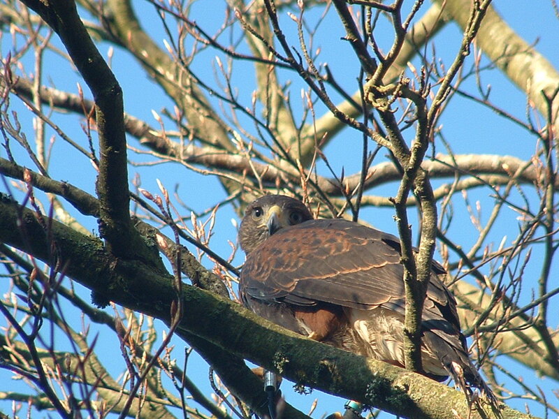 Bird of Prey on Branch — Brown