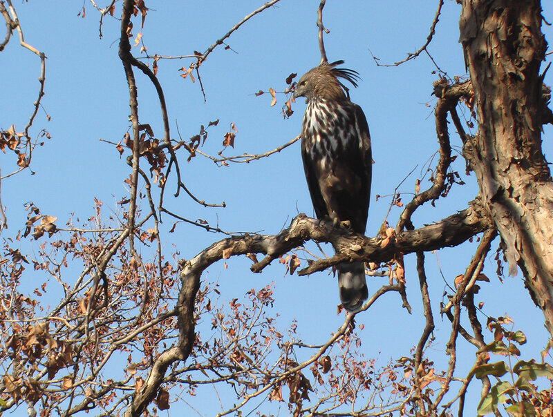 Bird of Prey on Branch