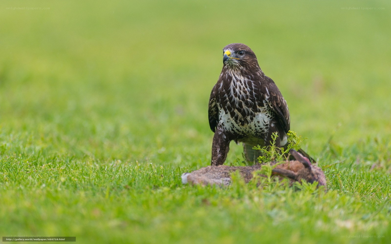 Bird of prey with prey
