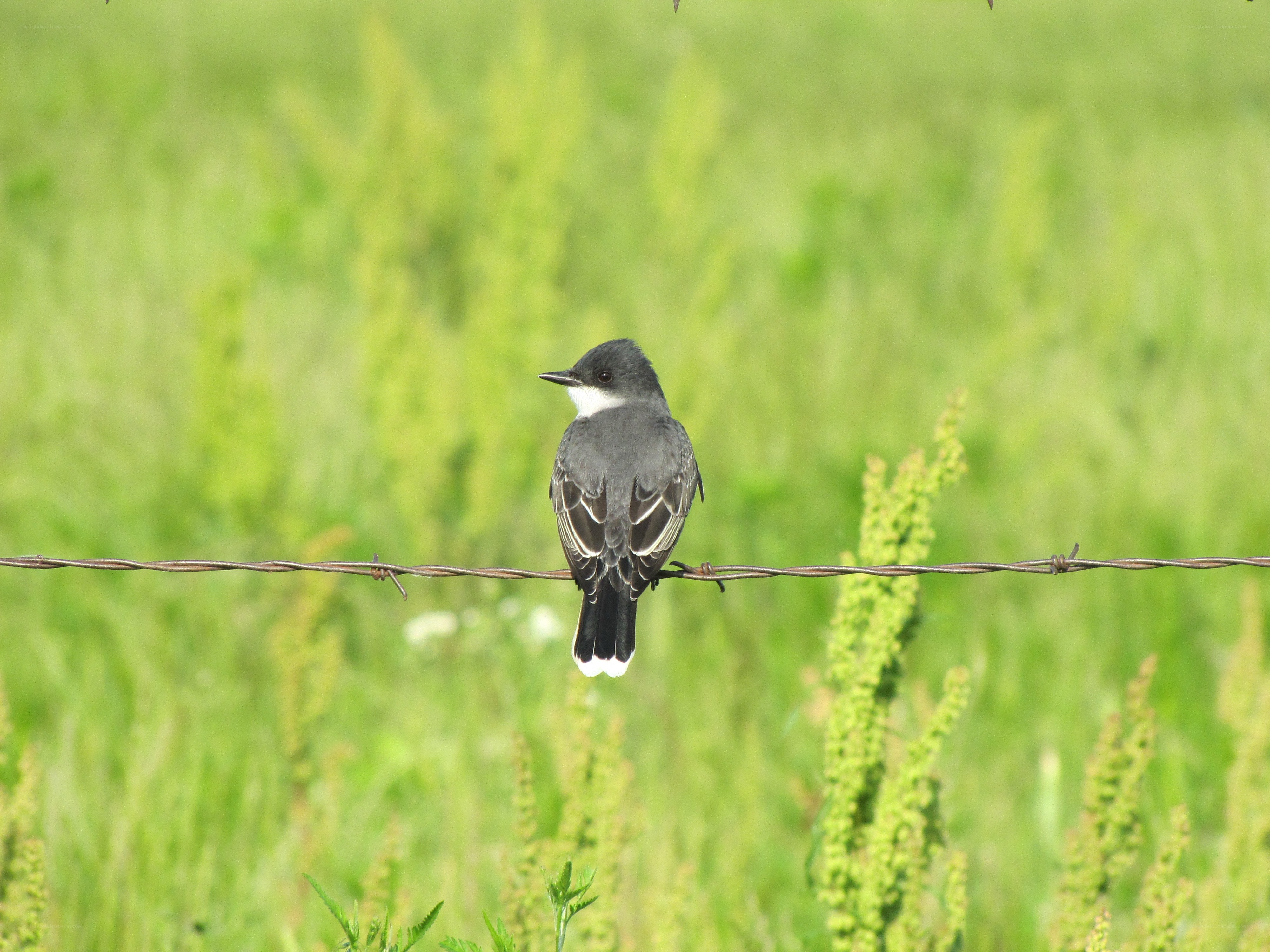 bird on a barbed wire fence