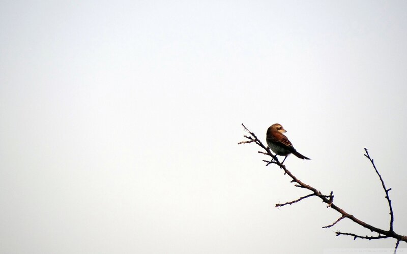 bird on a bare branch