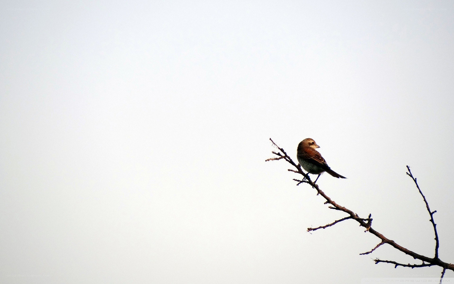 bird on a bare branch
