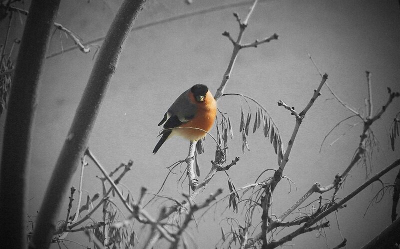 bird on a bare branch