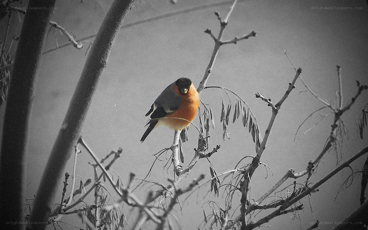 bird on a bare branch