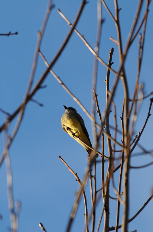bird on a bare branch