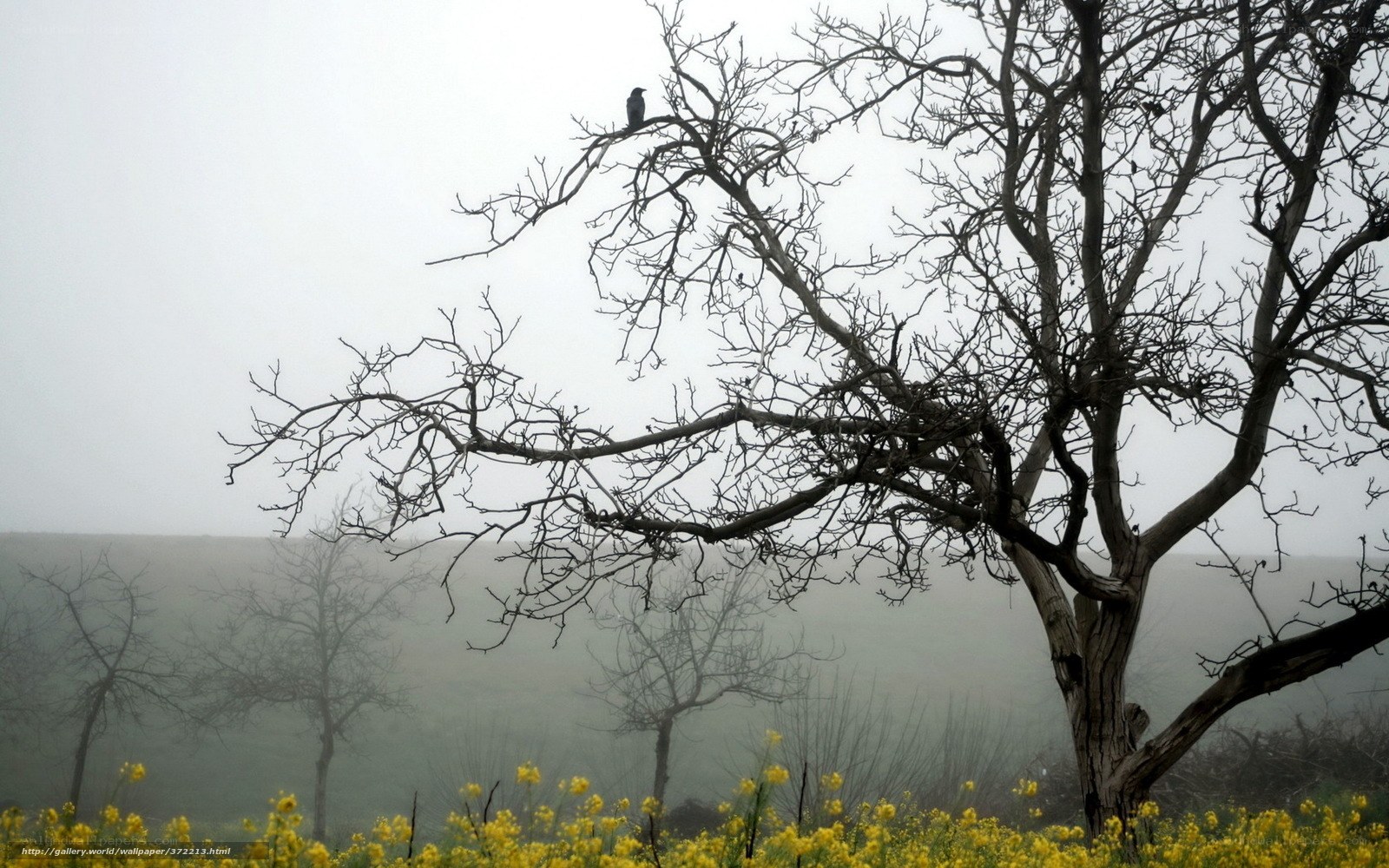 Bird on a bare tree in fog