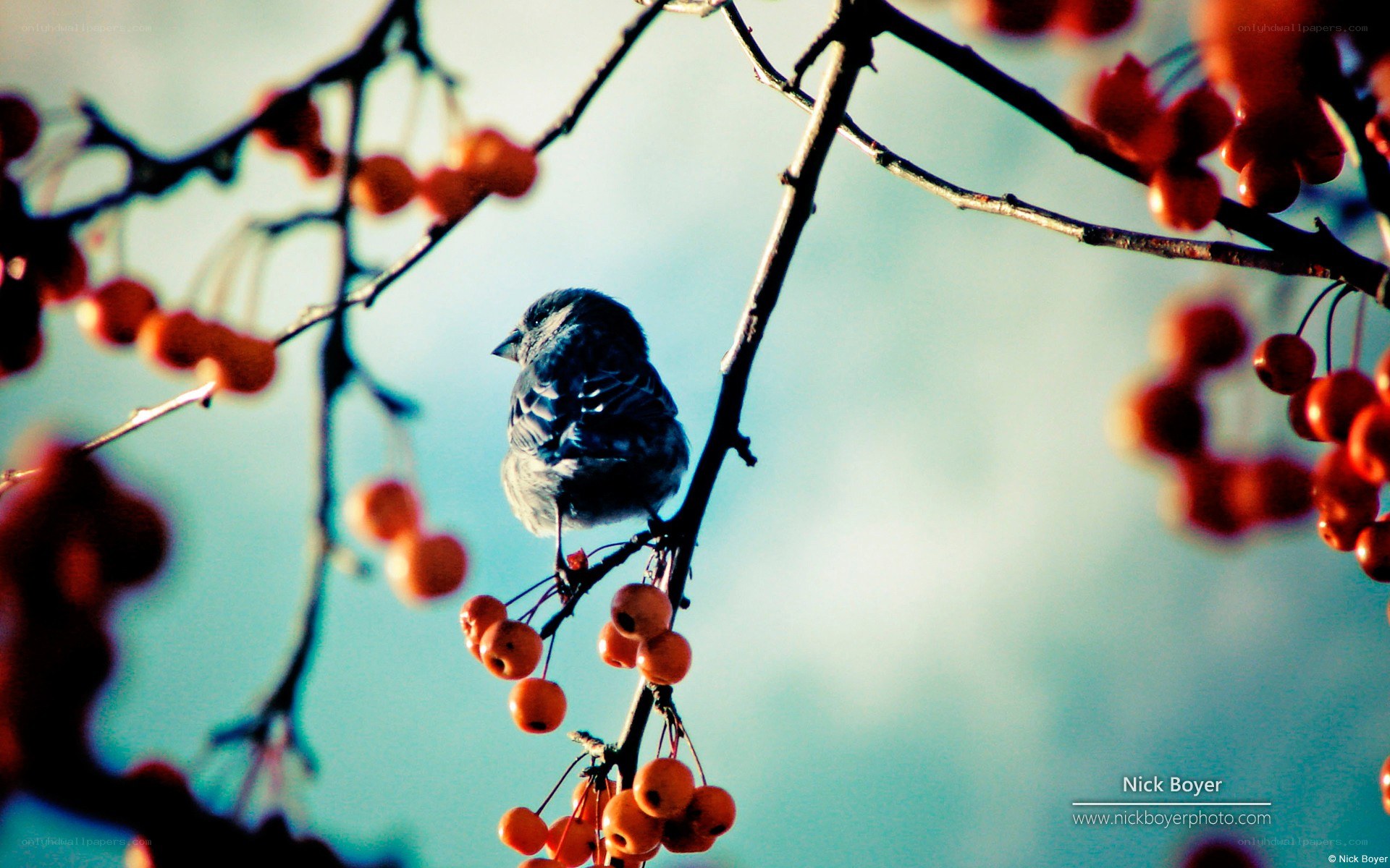 bird on a berry branch