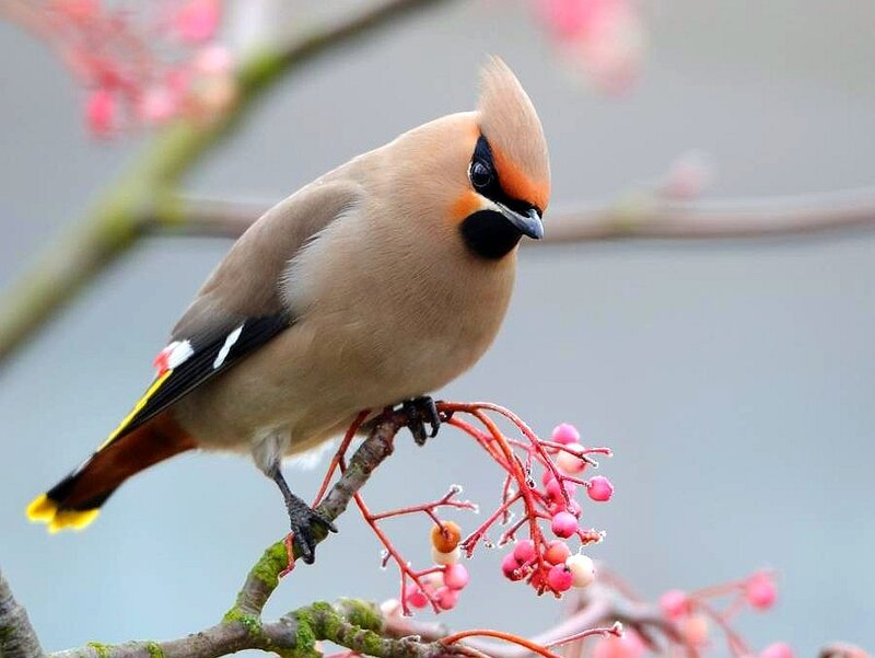 bird on a berry branch