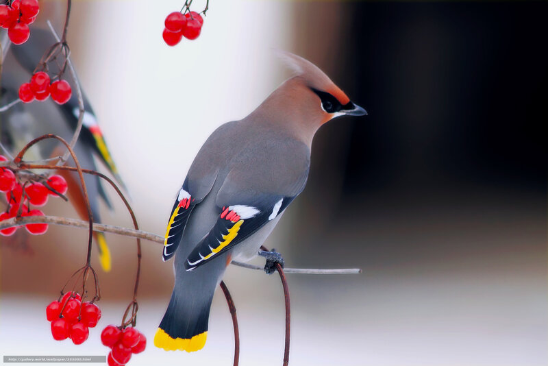 Bird on a berry branch