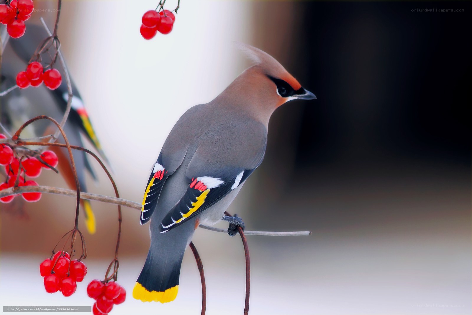 Bird on a berry branch