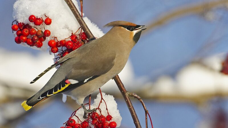 Bird on a berry branch