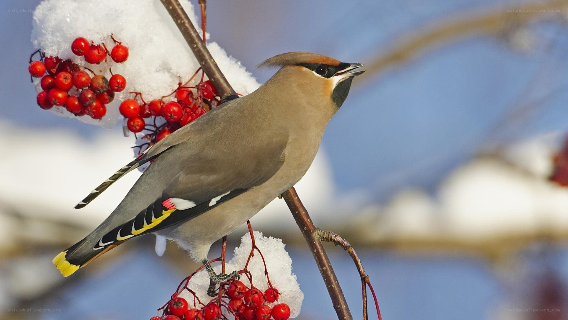 Bird on a berry branch