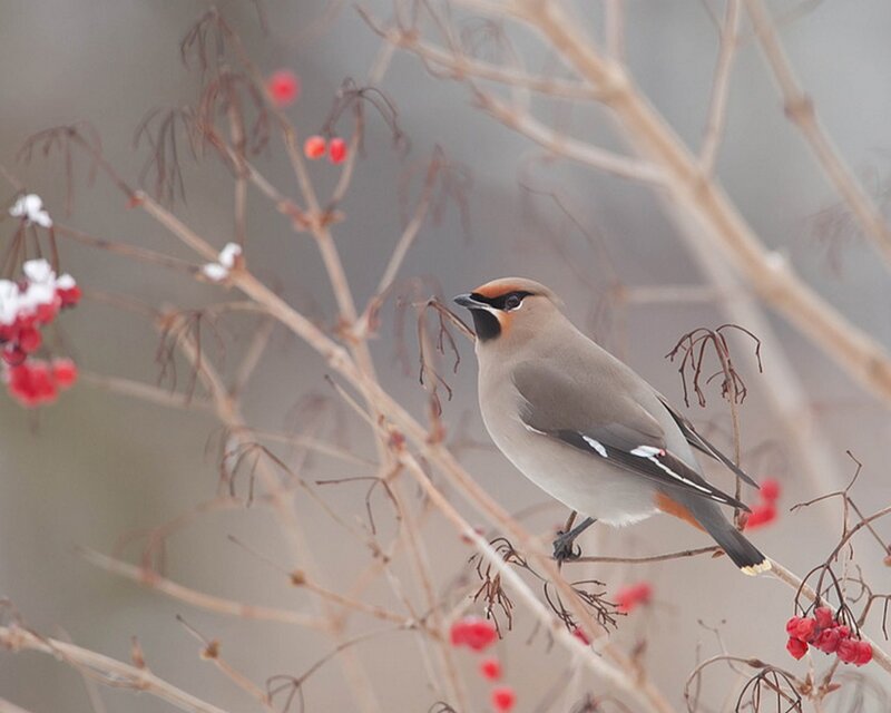 Bird on a berry branch