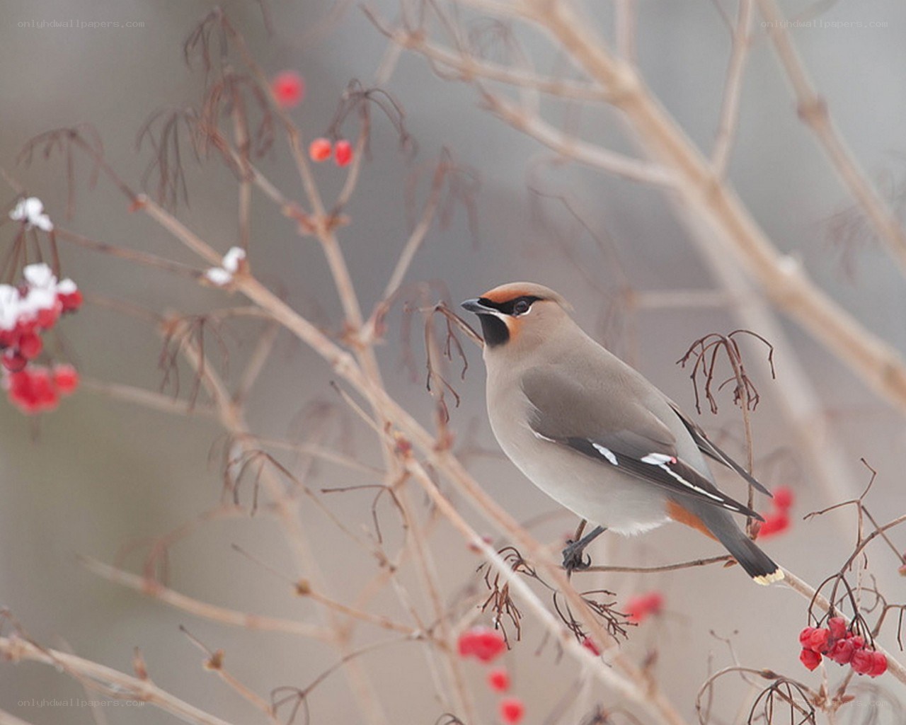 Bird on a berry branch