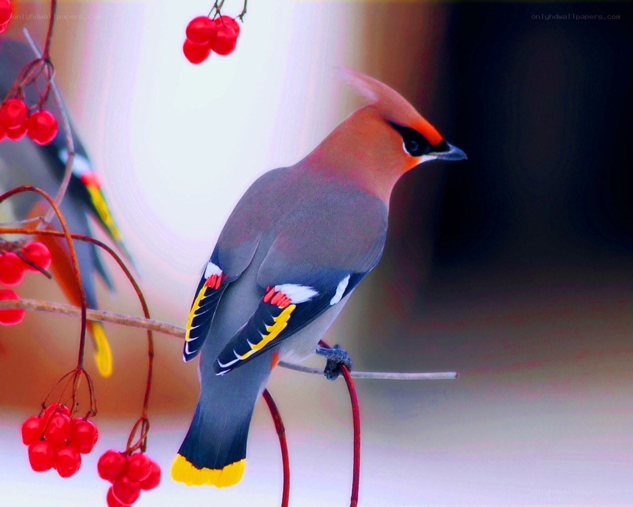 Bird on a berry branch