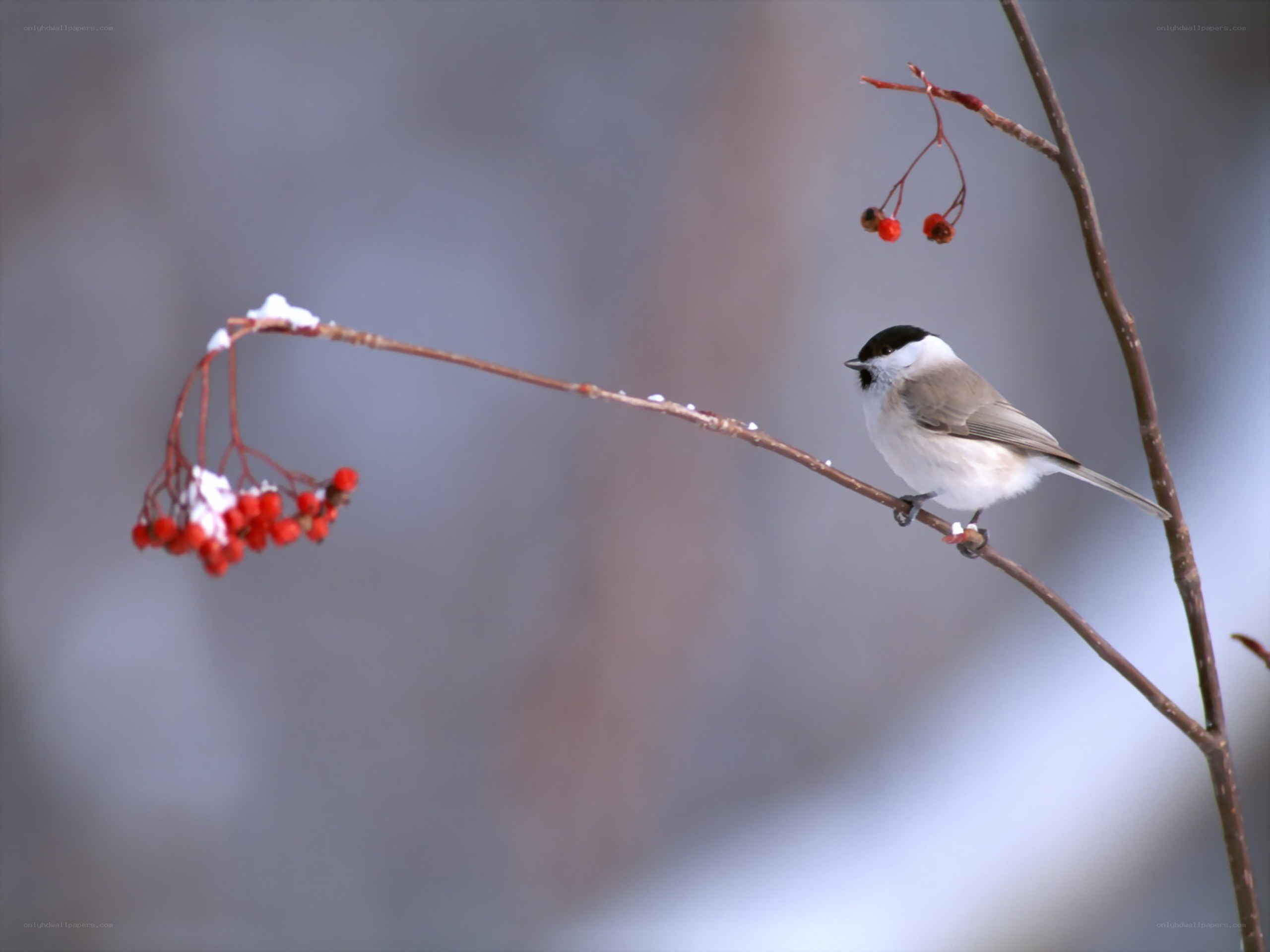 Bird on a berry branch