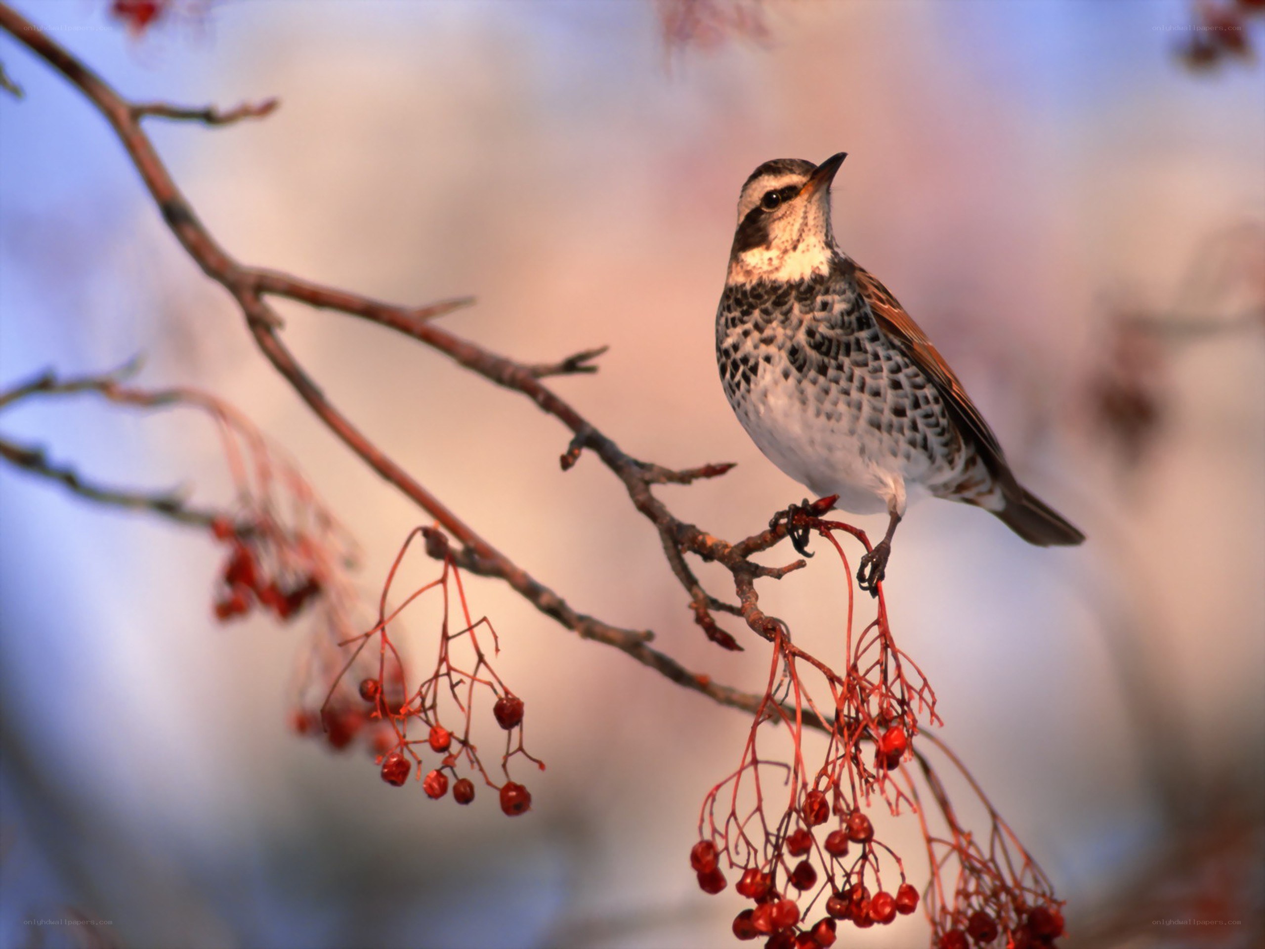 bird on a berry branch