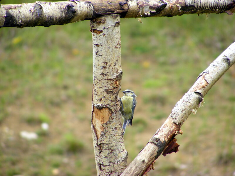 bird on a birch branch