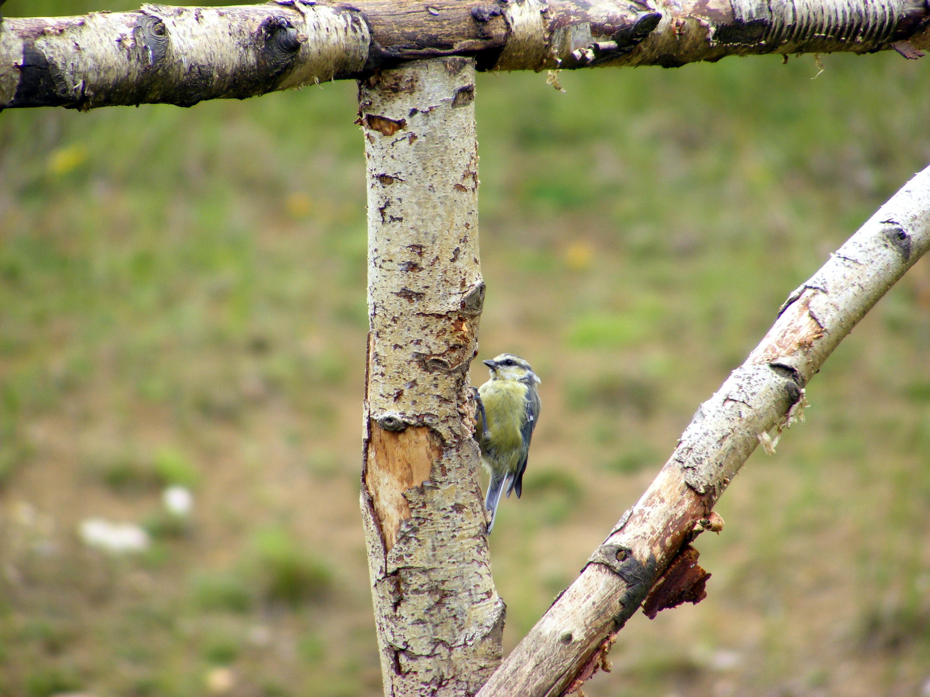 bird on a birch branch