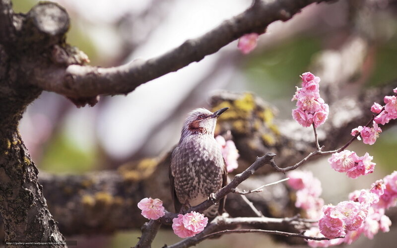 bird on a blossoming branch