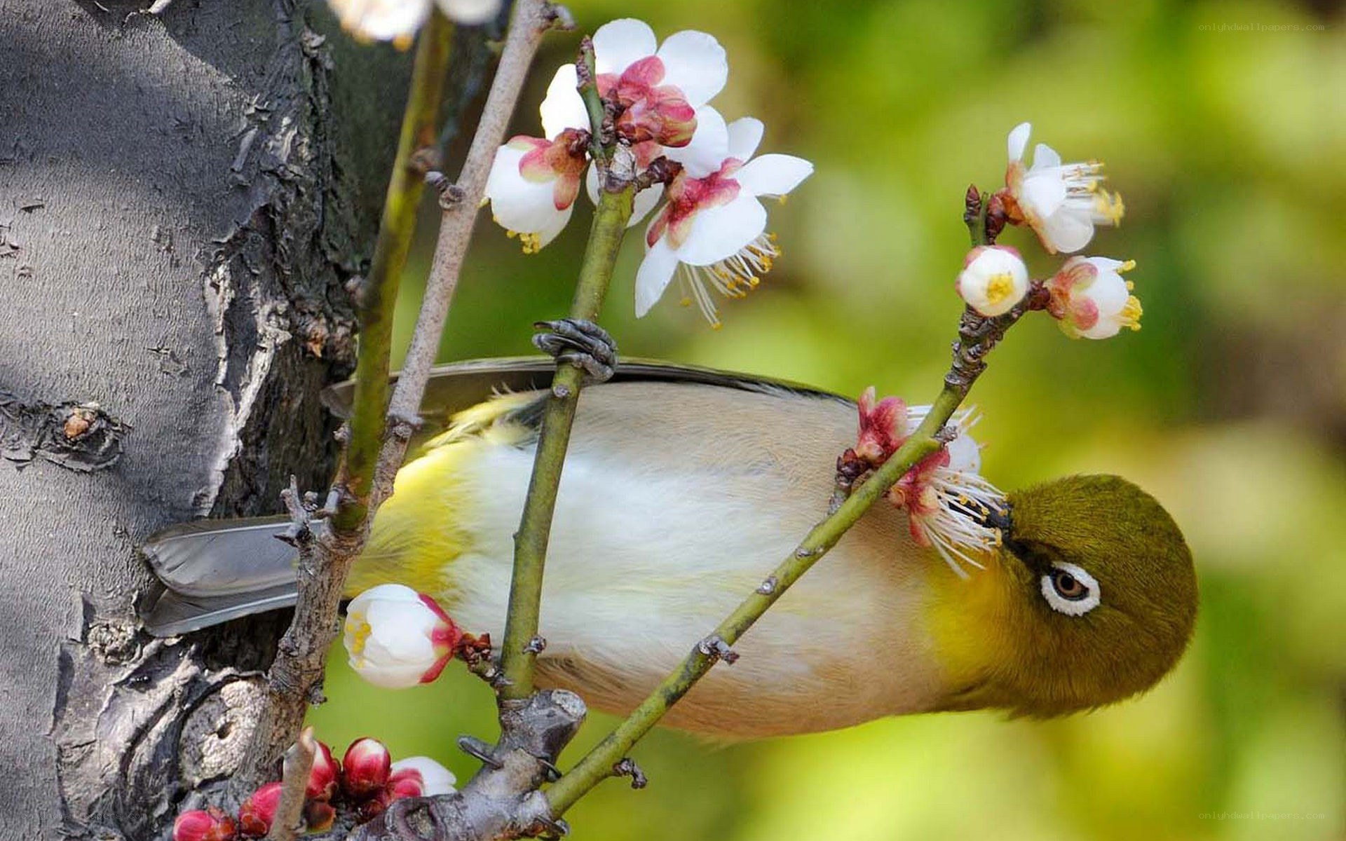 bird on a blossoming branch
