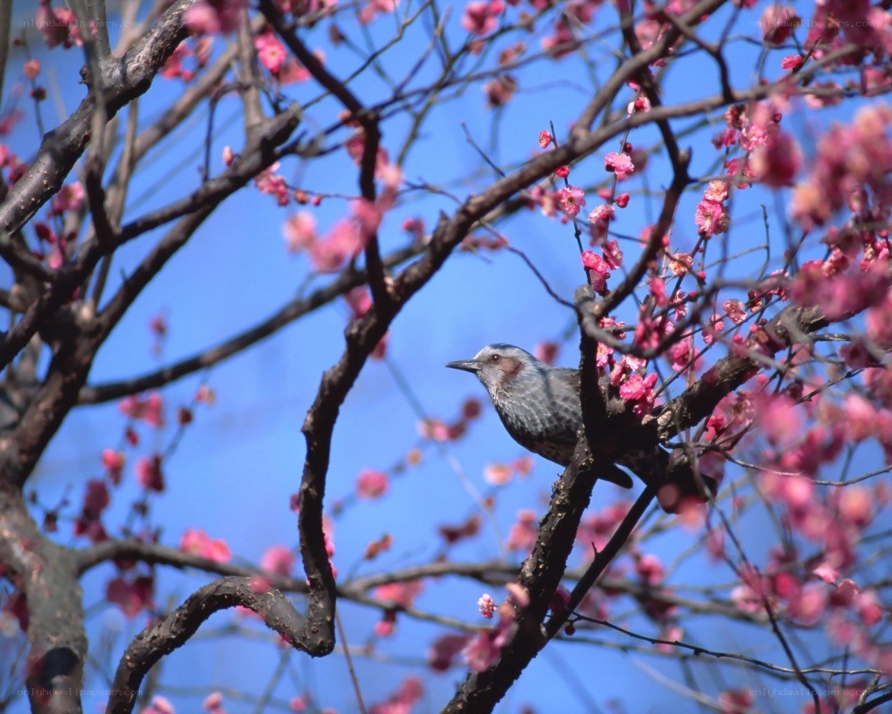bird on a blossoming branch