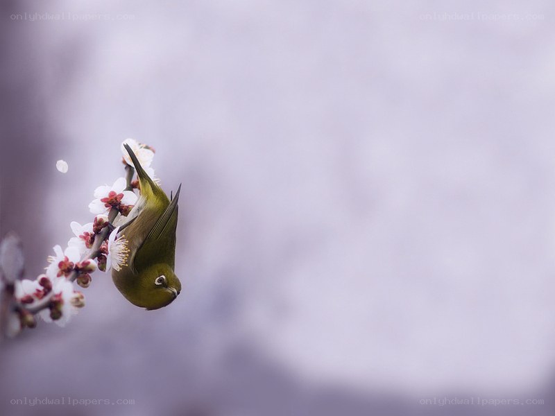 bird on a blossoming branch