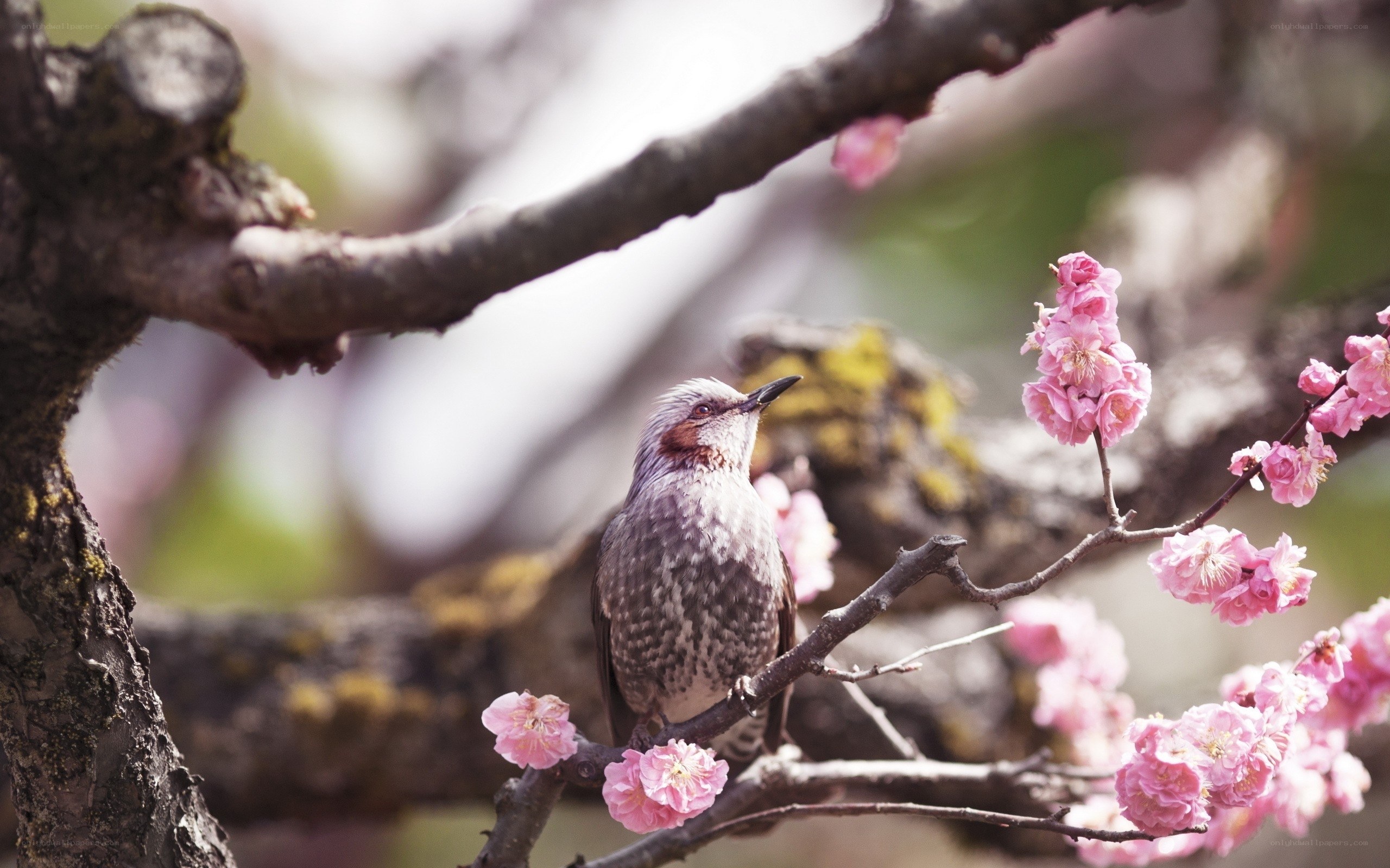 bird on a blossoming branch