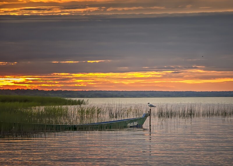 Bird on a Boat