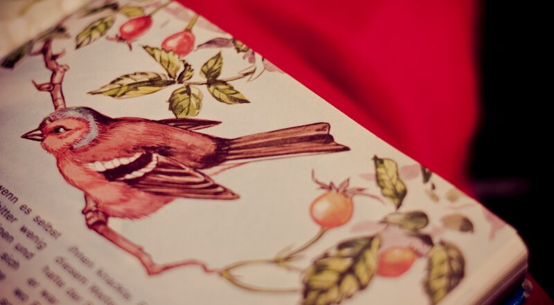 Bird on a Book Page