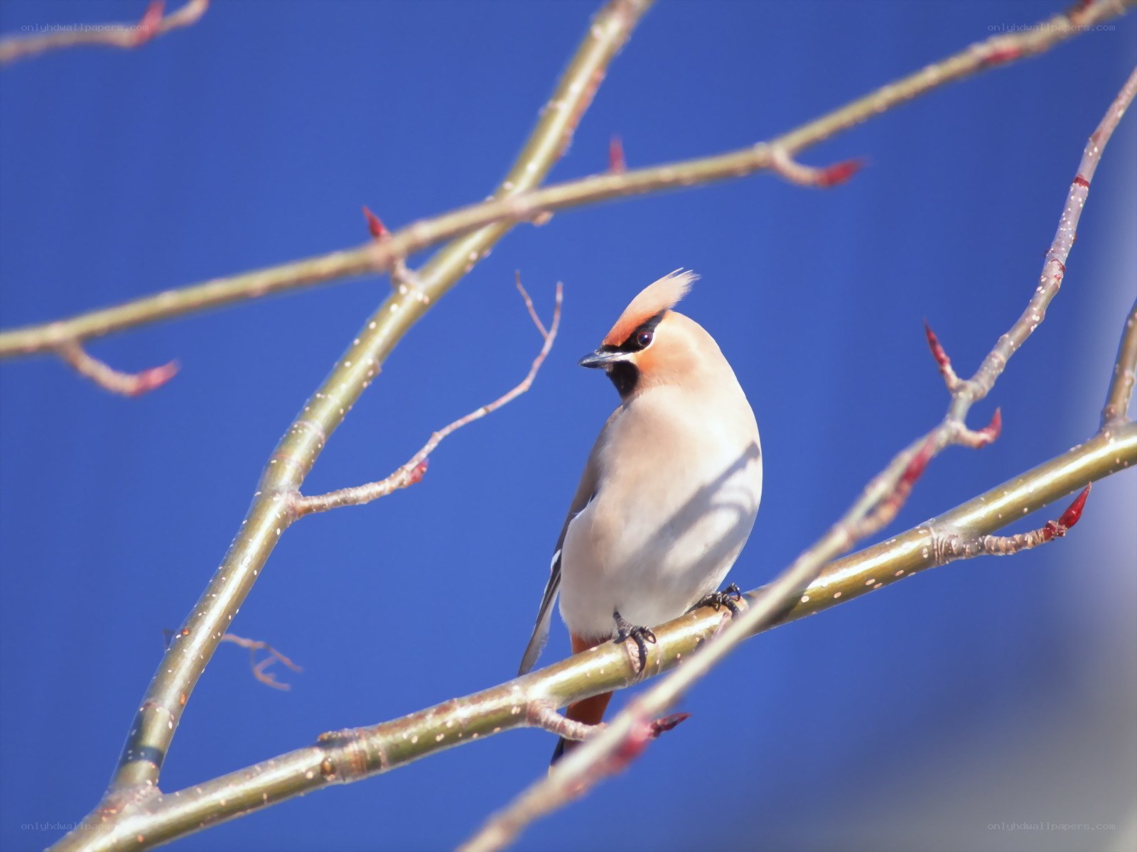 Bird on a branch