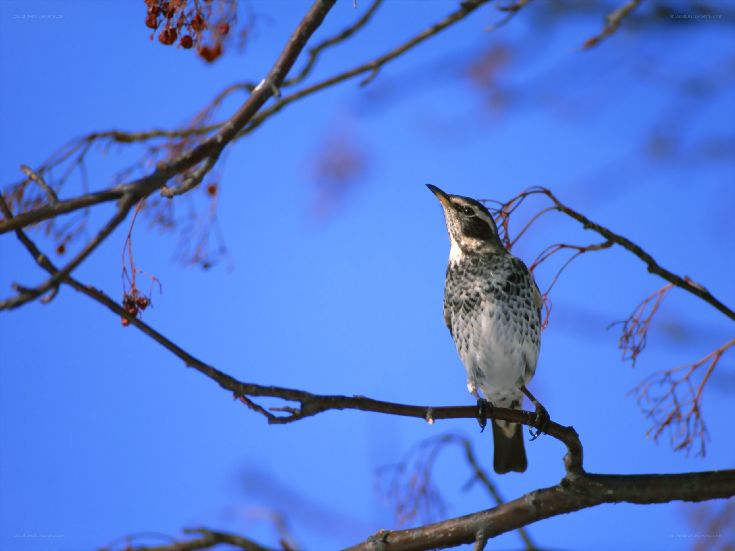 bird on a branch