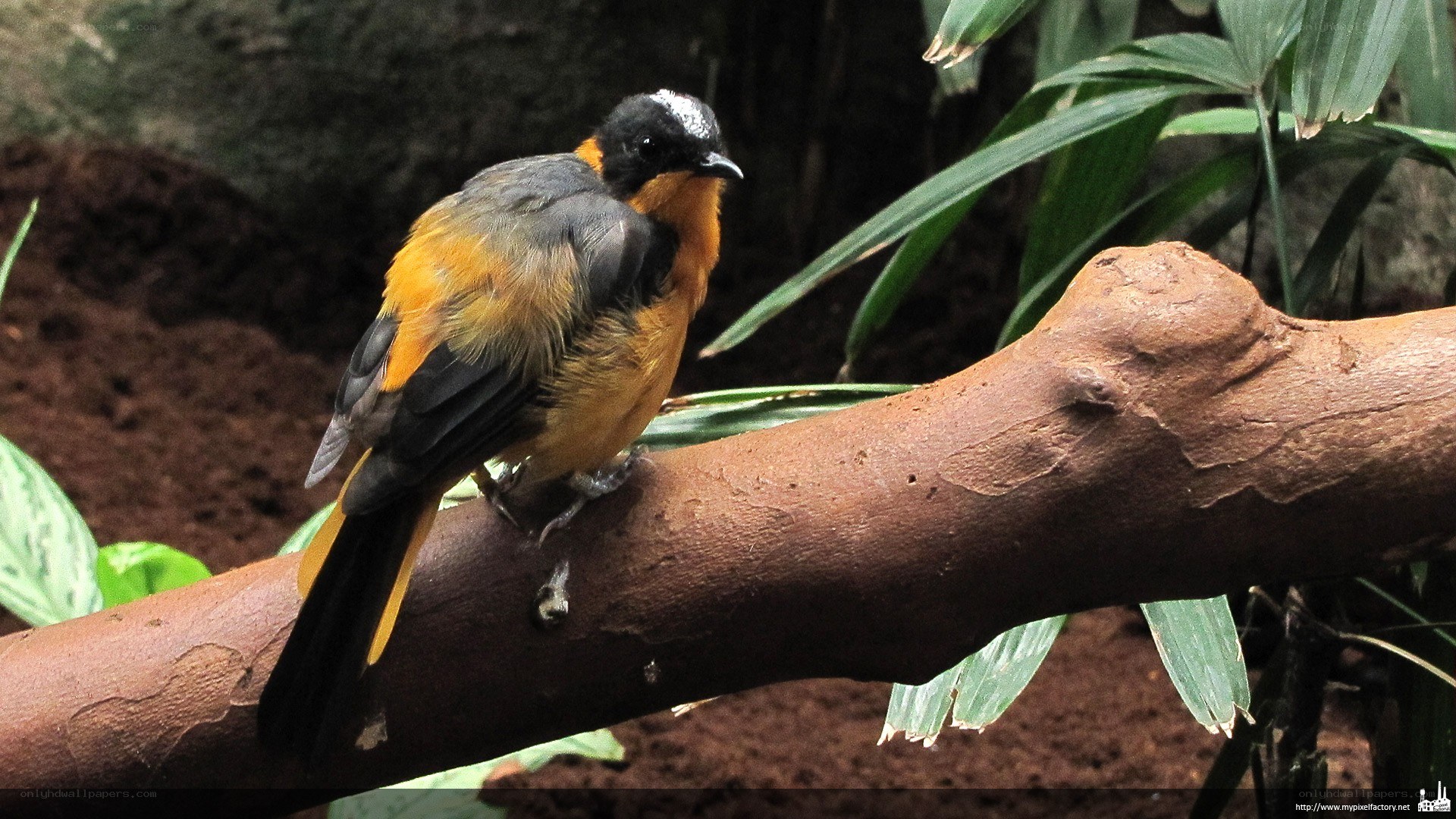 bird on a branch