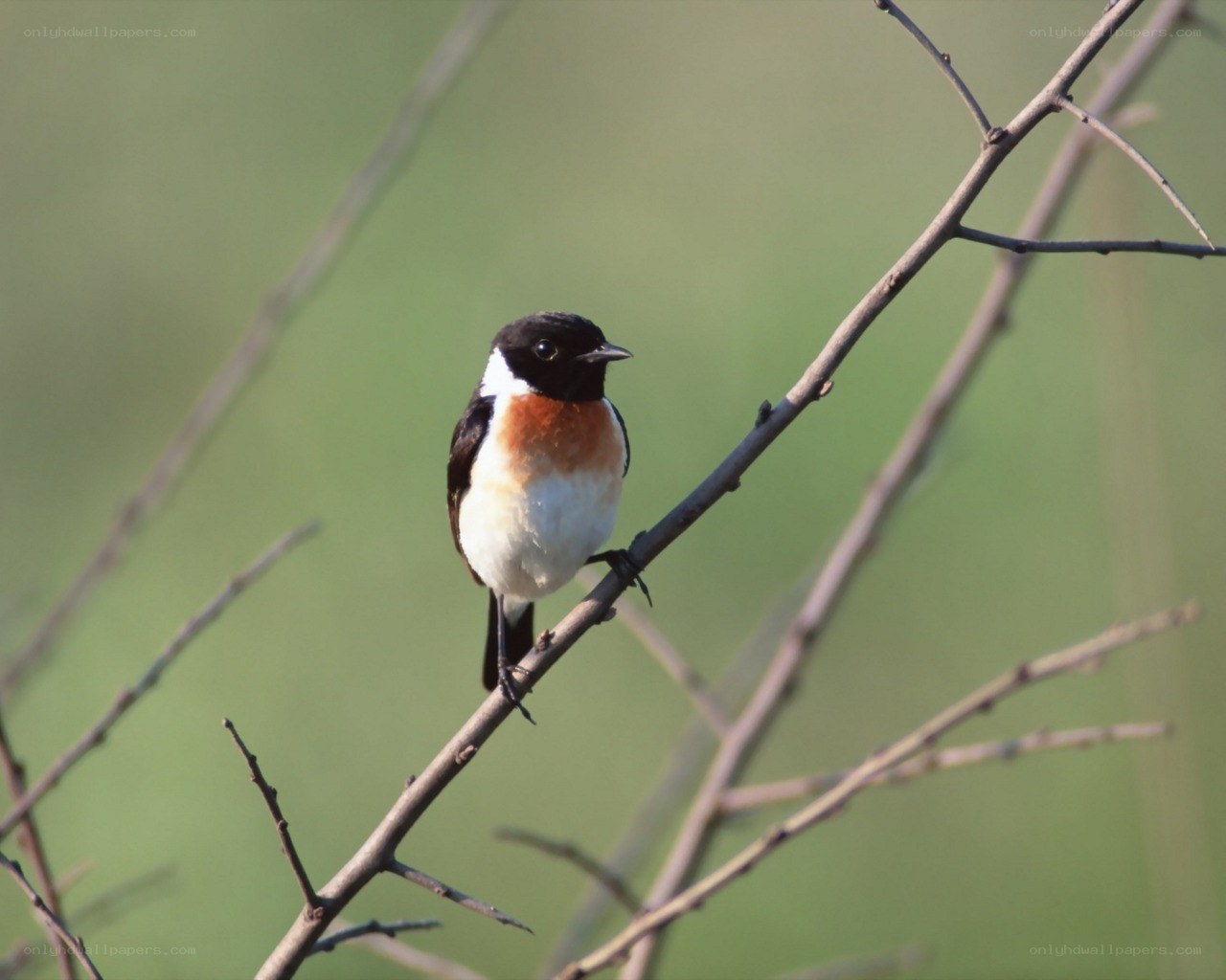 bird on a branch