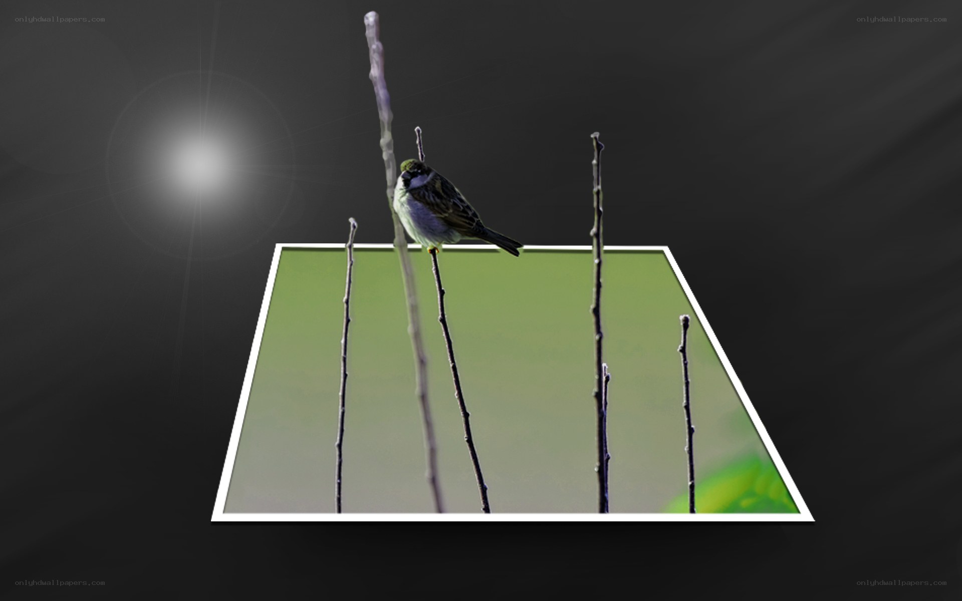 bird on a branch