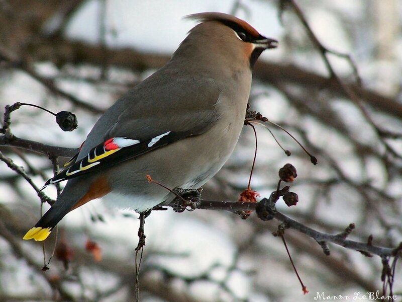 bird on a branch