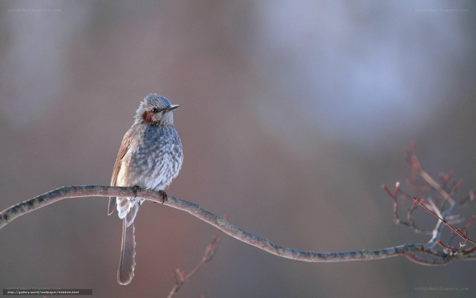 bird on a branch