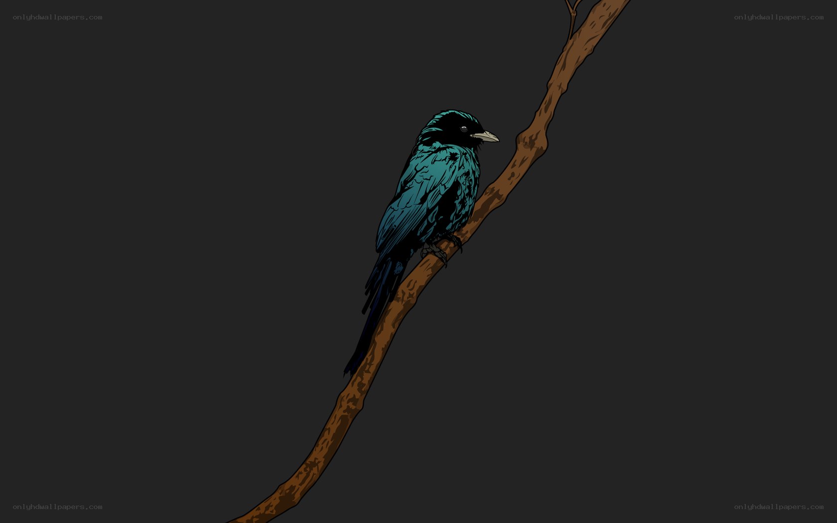 bird on a branch