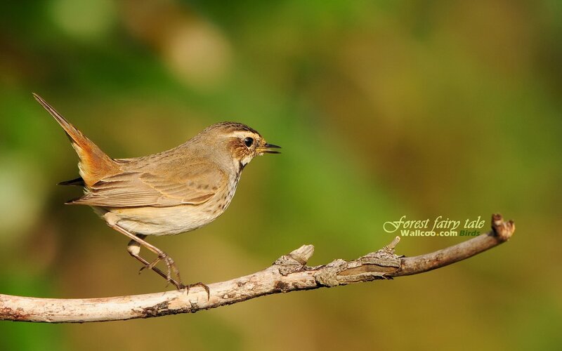 bird on a branch