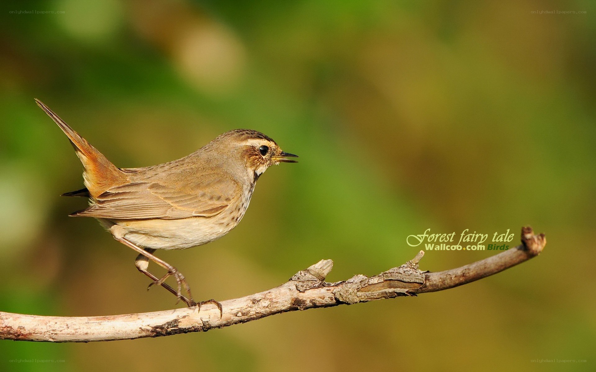 bird on a branch