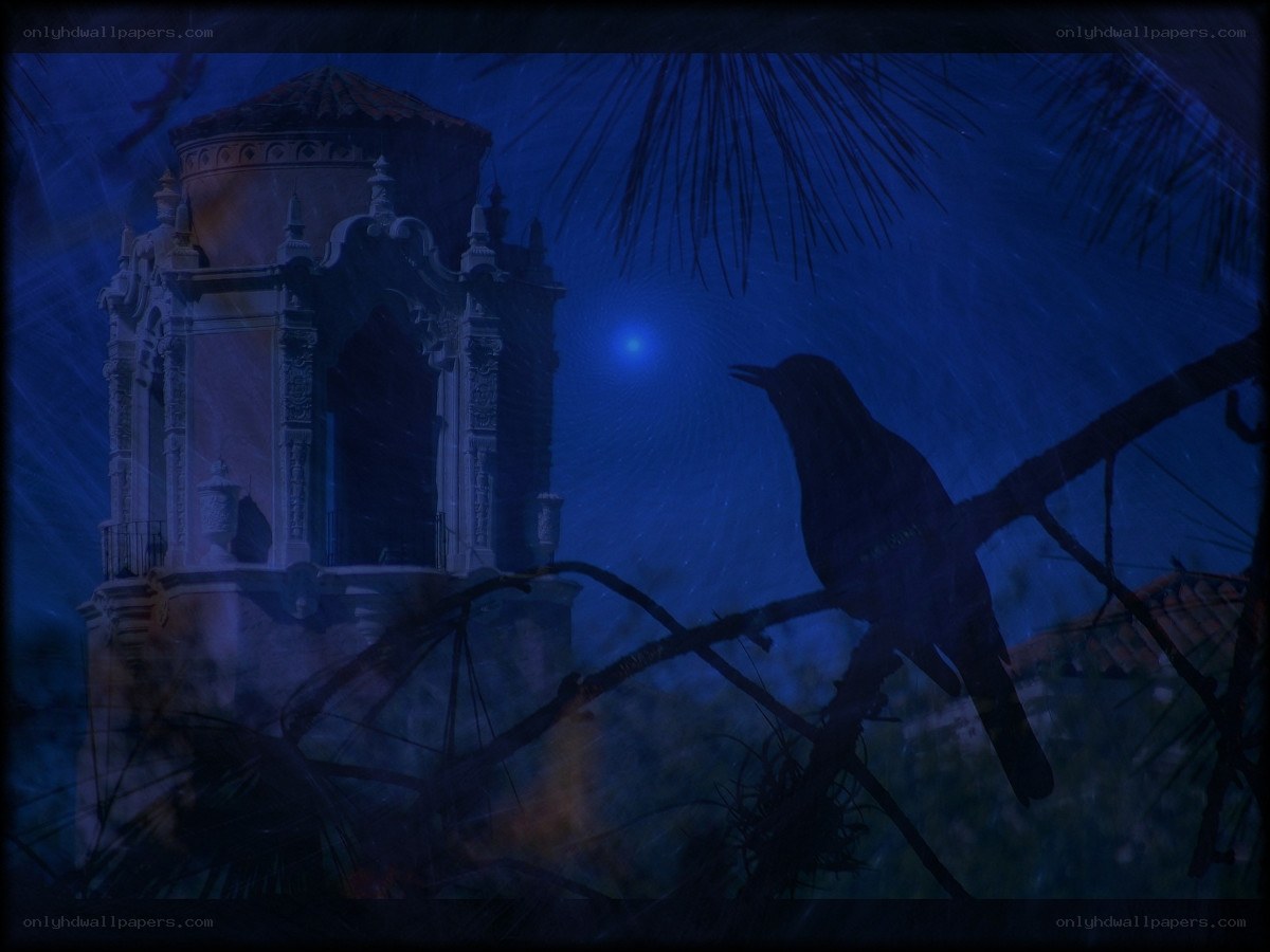 Bird on a branch at night
