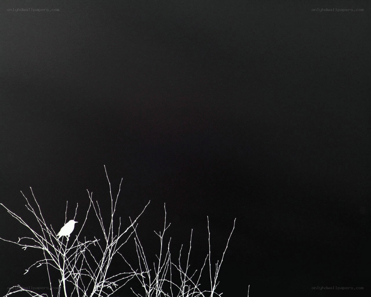 Bird on a branch at night