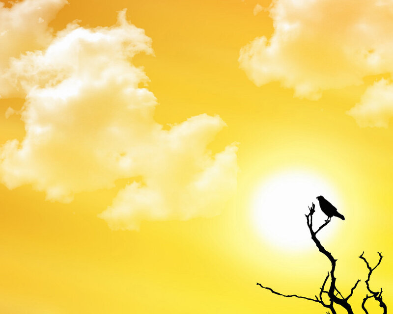 bird on a branch at sunset