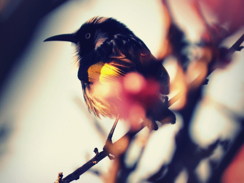 bird on a branch at sunset