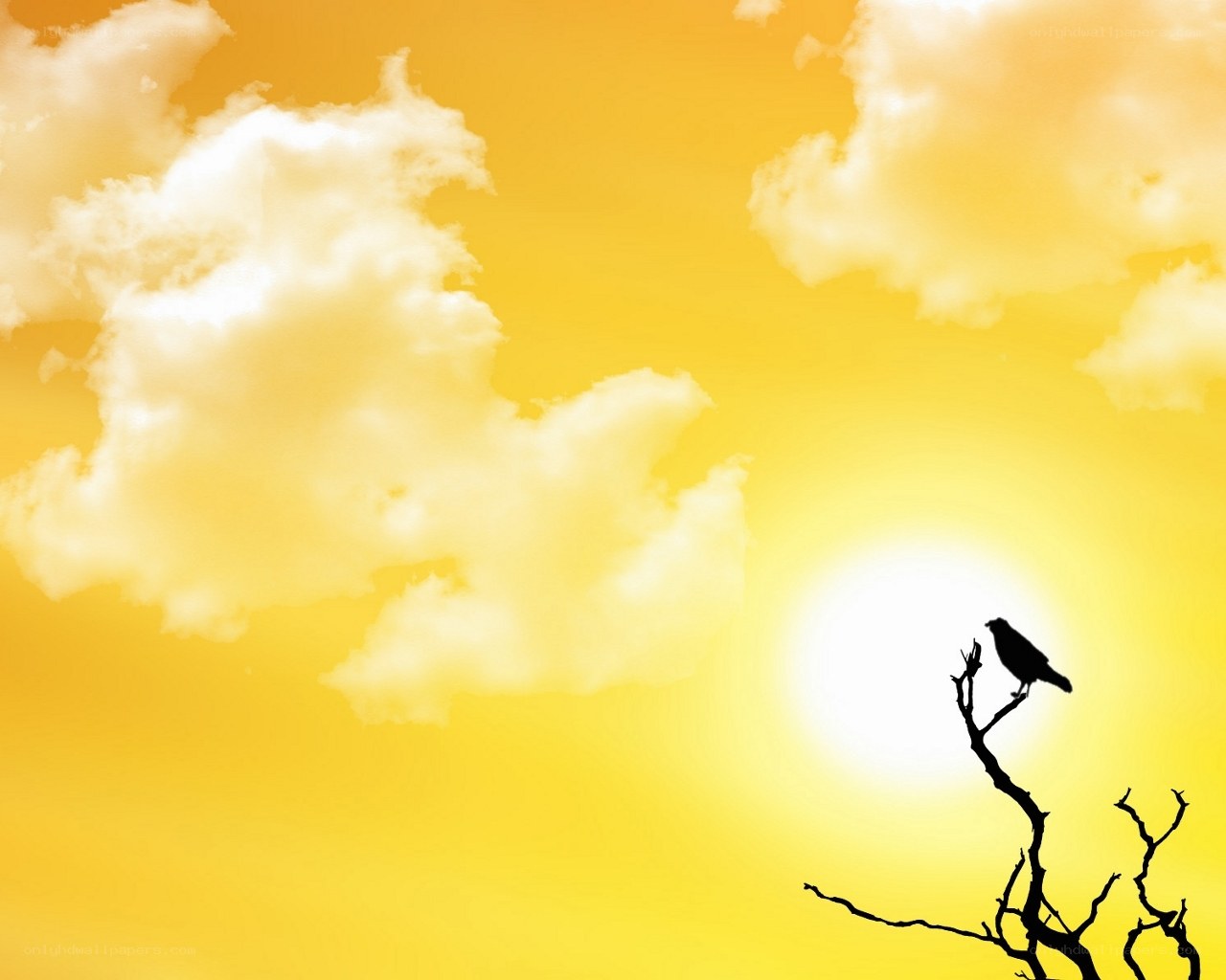 bird on a branch at sunset